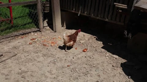Many red chickens on a summer day in the village Video stock 323332285