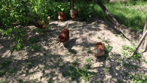 Many red chickens on a summer day in the village Video stock 323332288