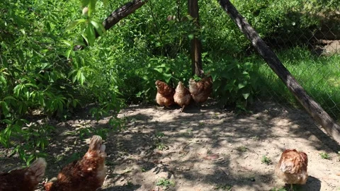 Many red chickens on a summer day in the village Stock Footage 323332289