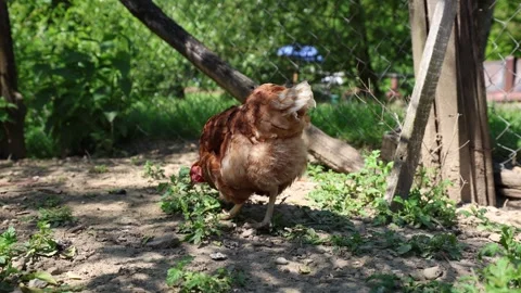 Many red chickens on a summer day in the village Stock Footage 323332291