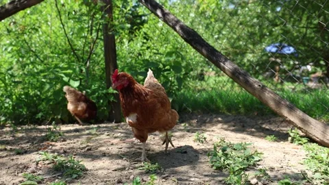 Many red chickens on a summer day in the village 스톡 동영상 323332308