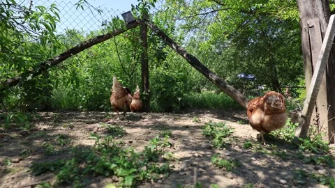 Many red chickens on a summer day in the village Stock Footage 323332309
