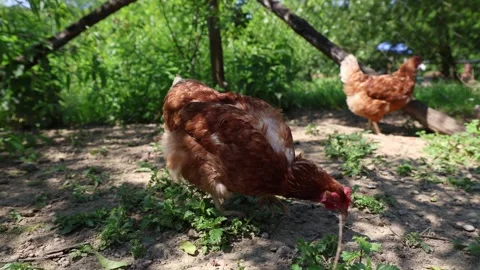 Many red chickens on a summer day in the village Stock Footage 323332310