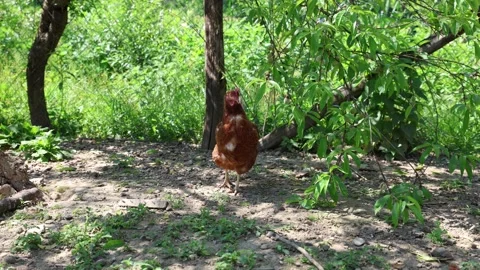 Many red chickens on a summer day in the village Stock Footage 323332324