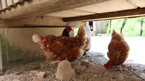 Many red chickens on a summer day in the village Stock Footage 323332325