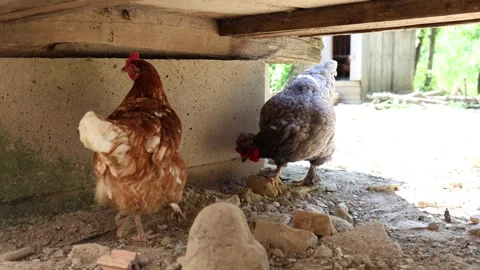 Many red chickens on a summer day in the village Video stock 323332326