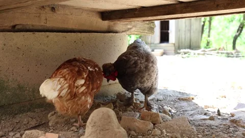Many red chickens on a summer day in the village Stock Footage 323332327