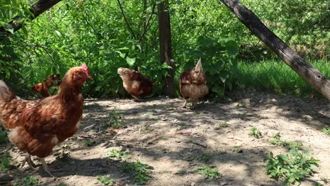 Many red chickens on a summer day in the village Video stock 323332329