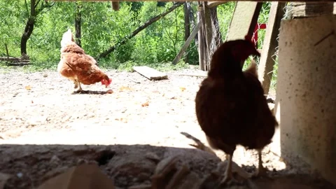 Many red chickens on a summer day in the village Stock Footage 323332341