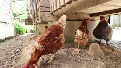 Many red chickens on a summer day in the village Video stock 323332342