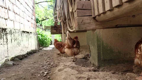 Many red chickens on a summer day in the village Stock Footage 323332343