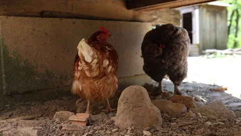 Many red chickens on a summer day in the village Video stock 323332345