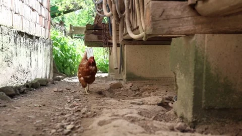 Many red chickens on a summer day in the village Stock Footage 323332371