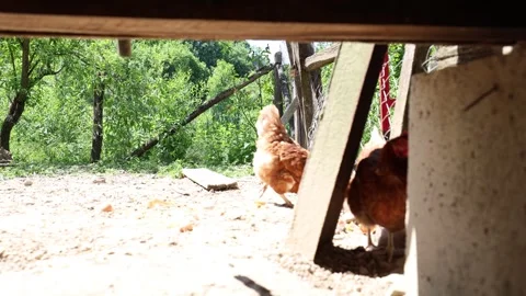 Many red chickens on a summer day in the village Stock Footage 323332372