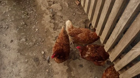 Many red chickens on a summer day in the village Stock Footage 323332373