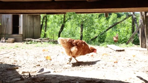Many red chickens on a summer day in the village Stock Footage 323332374