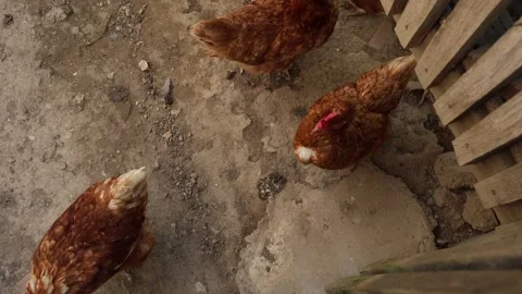 Many red chickens on a summer day in the village Video stock 323332375
