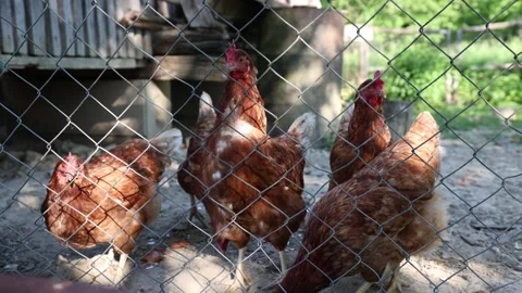 Many red chickens on a summer day in the village Stock Footage 323332390