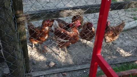 Many red chickens on a summer day in the village Stock Footage 323332392