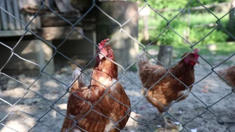 Many red chickens on a summer day in the village Stock Footage 323332393