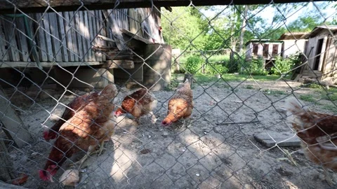 Many red chickens on a summer day in the village Video stock 323332394