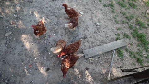 Many red chickens on a summer day in the village Stock Footage 323332412