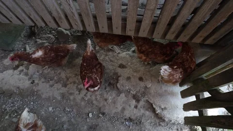 Many red chickens on a summer day in the village Stock Footage 323332413