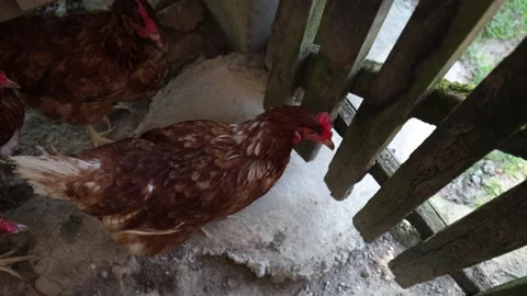 Many red chickens on a summer day in the village Stock Footage 323332414