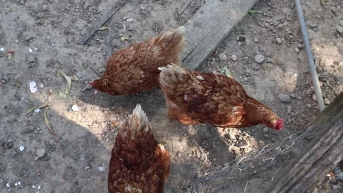 Many red chickens on a summer day in the village Stock Footage 323332415