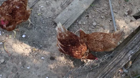 Many red chickens on a summer day in the village Video stock 323332416