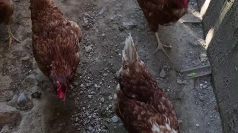Many red chickens on a summer day in the village Stock Footage 323332436
