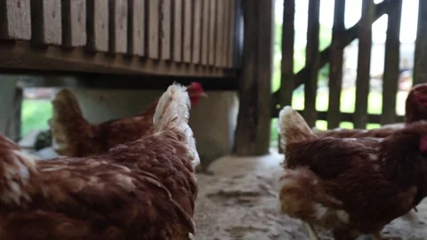 Many red chickens on a summer day in the village Video stock 323332439