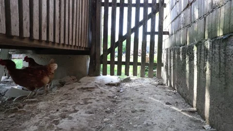 Many red chickens on a summer day in the village Video stock 323332440