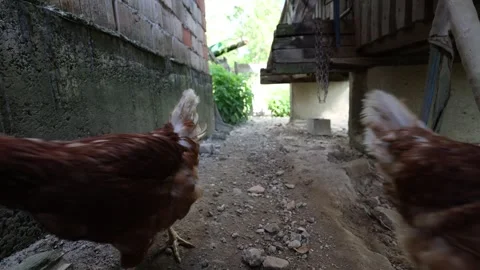 Many red chickens on a summer day in the village Stock Footage 323332441