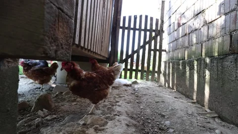 Many red chickens on a summer day in the village Stock Footage 323332445