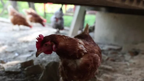 Many red chickens on a summer day in the village Stock Footage 323332459