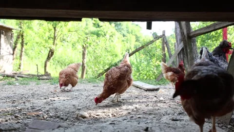Many red chickens on a summer day in the village Video stock 323332460