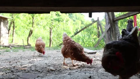Many red chickens on a summer day in the village Stock Footage 323332462