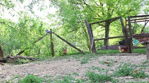 Many red chickens on a summer day in the village Stock Footage 323332477