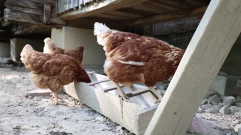 Many red chickens on a summer day in the village Stock Footage 323332478