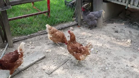 Many red chickens on a summer day in the village Video stock 323332484
