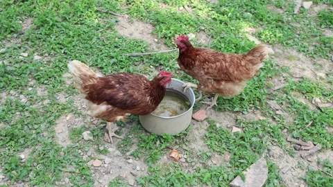 Many red chickens on a summer day in the village Stock Footage 323332494