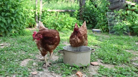 Many red chickens on a summer day in the village Video stock 323332495
