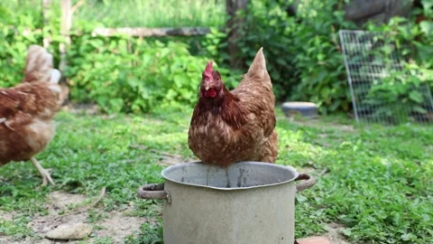 Many red chickens on a summer day in the village Stock Footage 323332499