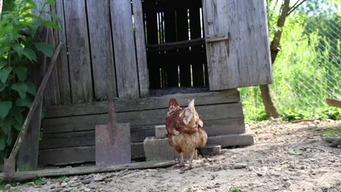 Many red chickens on a summer day in the village Stock Footage 323332509