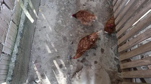 Many red chickens on a summer day in the village Stock Footage 323332517