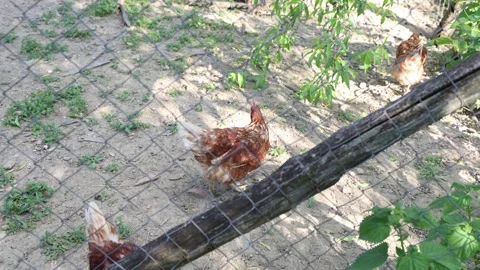 Many red chickens on a summer day in the village Stock Footage 323332519