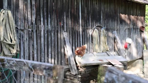 Many red chickens on a summer day in the village Stock Footage 323332522