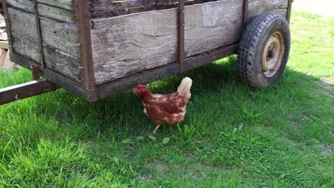 Many red chickens on a summer day in the village Stock Footage 323332536