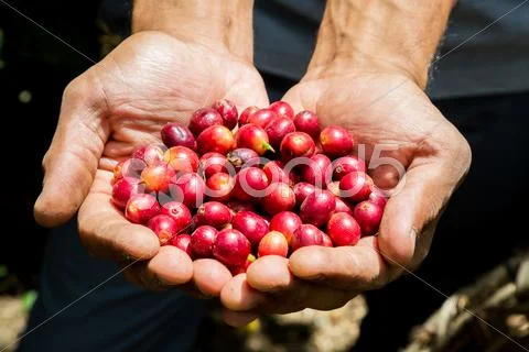 Many Red Coffee Cherries